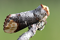 Phalera bucephala Phalera bucephala